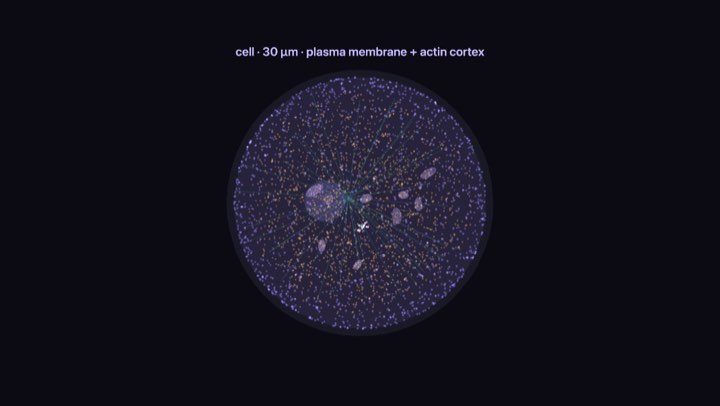 Cells as nested modons simulation
